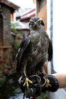 Ying with a hawk in Old Town LiJiang