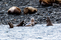 Whale watching sea lion colony