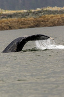Whale watching tail fluke