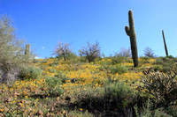 Arizona Wildflowers 2008