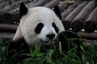 Chengdu Panda Reserve 2012