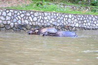 Water Buffalo in the Li River